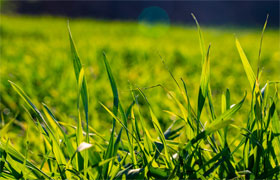 我与植物共成长 我与植物共成长